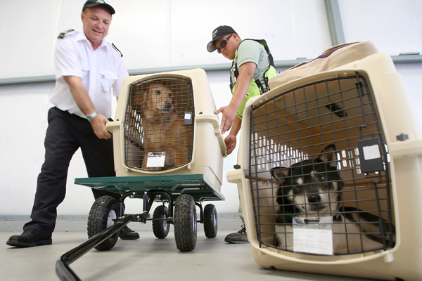 Airline For Pets Starts Flying In Select US Cities
